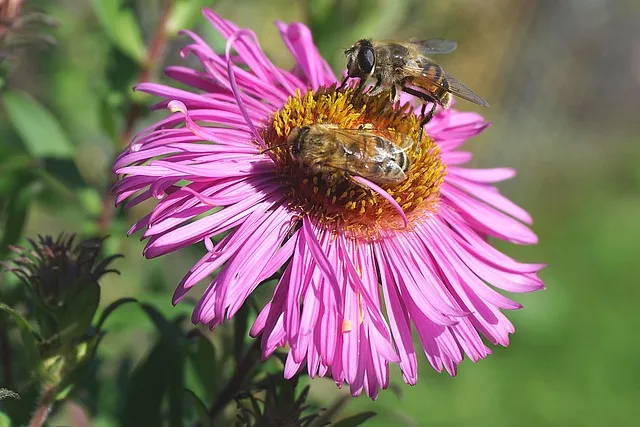 abejas en un jardín