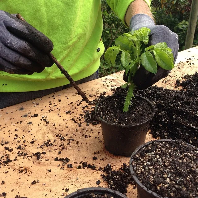 esquejes de plantas