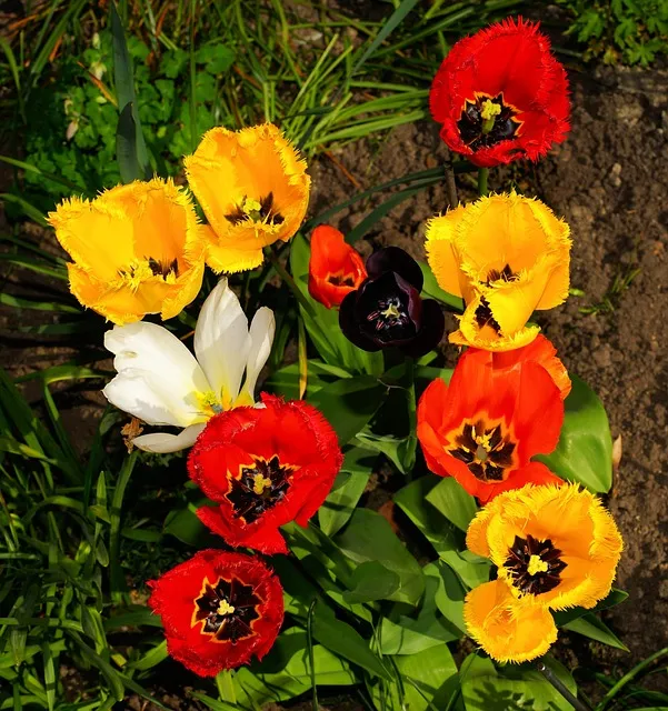 jardín con flores de diferentes colores