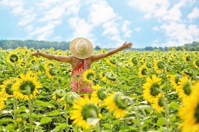 campo de girasoles