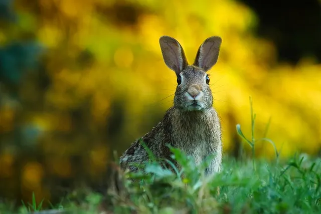 conejo macho