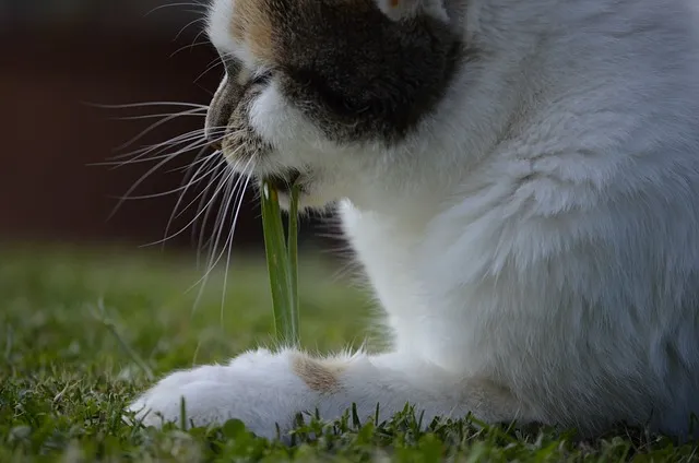 gato comiendo hierba