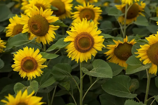 Girasoles: Guía Completa de Cuidados, Características Únicas y el Profundo Significado de esta Radiante Flor