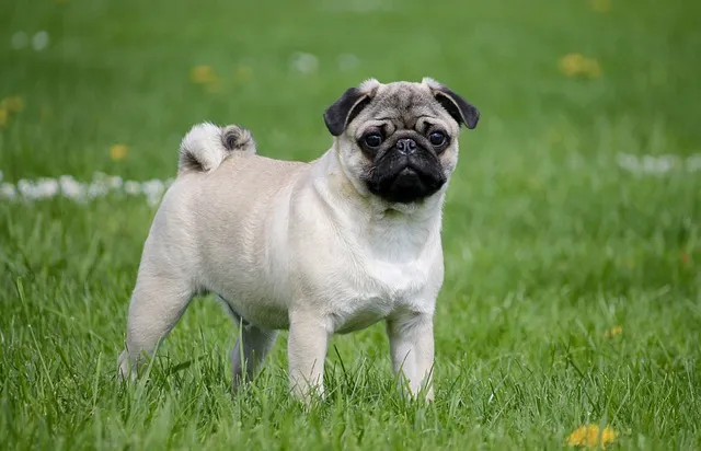 perro carlino y pug