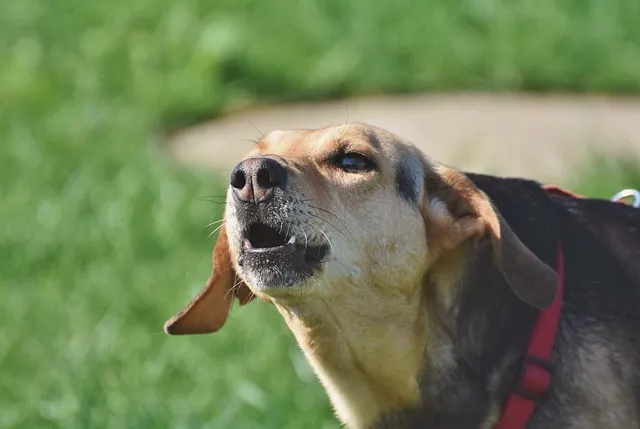 perro ladrando